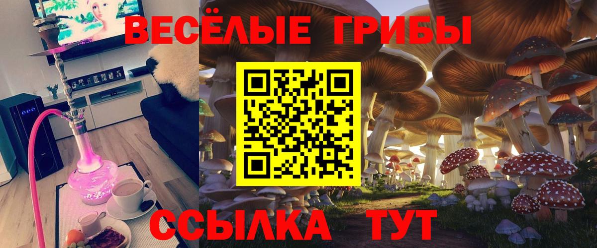 Псилоцибиновые грибы Psilocybe Балашов